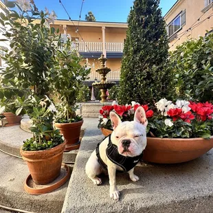 a french bulldog sitting in front of potted plants