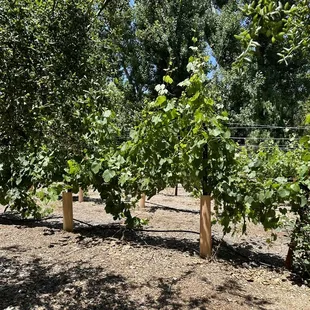 Vineyard