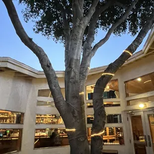 Patio and gorgeous tree