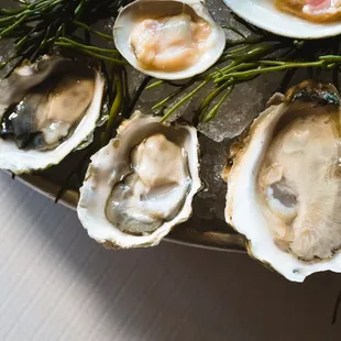 mussels, oysters and mussels, food, oysters, shellfish