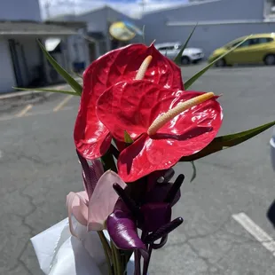 Beautiful Flamingo Lily