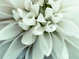 Susan's Floral