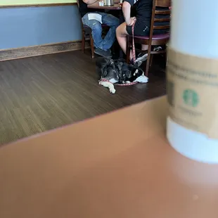 Husky watching me eat breakfast