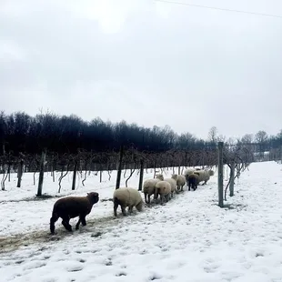 Sheep on the vineyard