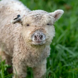 a sheep with a bird on its head