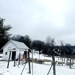 Sheep on the vineyard