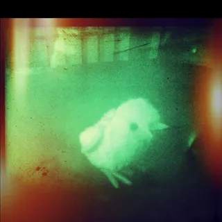Flacita G.