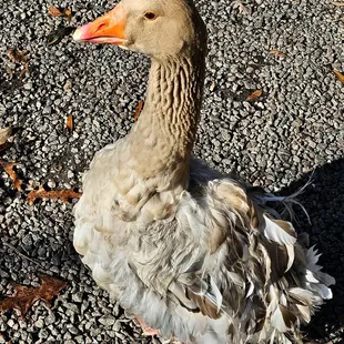 Feathered Friend