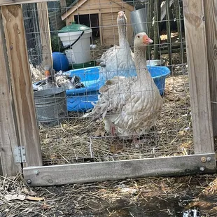 Really big exotic geese