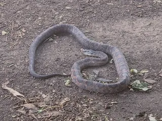 Point Guard Management