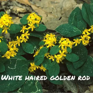 Flowers of the gorge