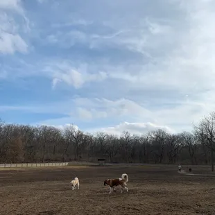 Big ole mud puddle at the dog park.
