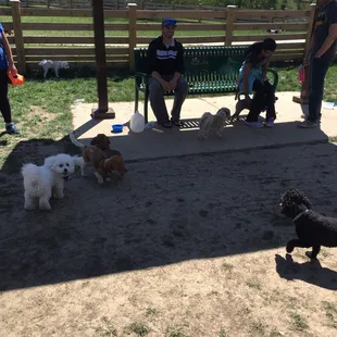 Little dog side bench