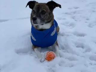 Penn Valley Off-Leash Dog Park