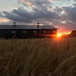 Ledgerock Distillery at Sunset - wheat in the field will be the next batch of bourbon