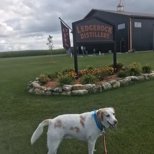 dog standing in front of building