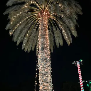 Lit Palm Tree