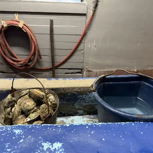 Oysters (Raw &amp; Steam)