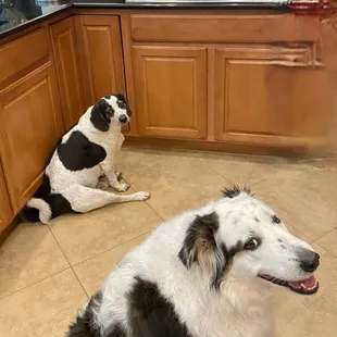 very excited about hanger steak dinner