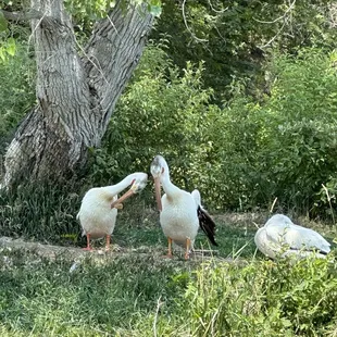 Pelicans