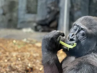Omaha's Henry Doorly Zoo and Aquarium