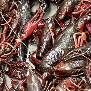 Crawfish