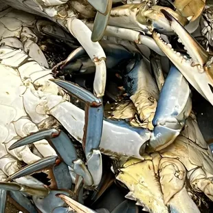 Blue crab