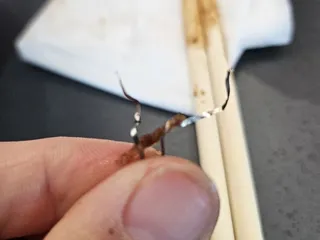 Mao Chinese Restaurant