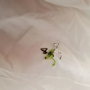 Stainless steel scrubber in the broccoli beef I ordered