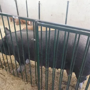 Mama pig with 11 piglets