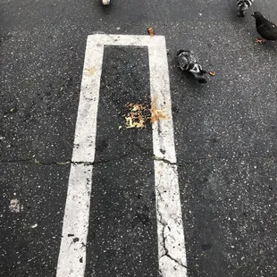 A lady was so upset with the food, she threw it out of her car and the pigeons was going at it.