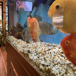 a fish in a fish tank