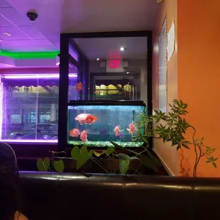 I love this fish tank
