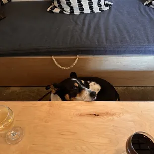 a dog sitting on a couch with a glass of wine on the table