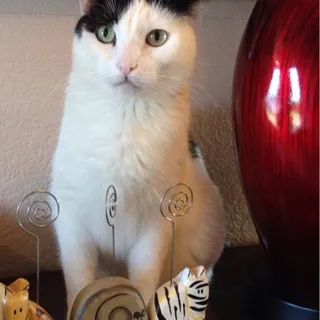 Kymmba K.
