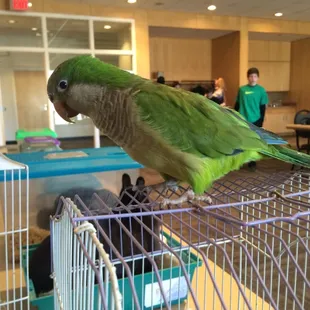 Birthday party by Animal Wonders @ Legacy Park CC