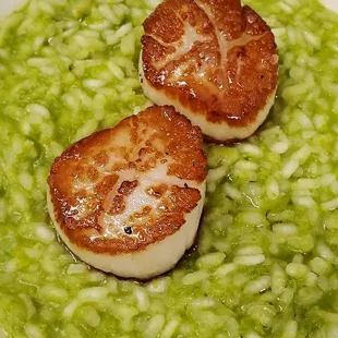Scallops over sweet pea risotto