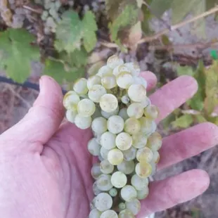Some of our Reisling grapes.
