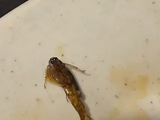 Asuka Hibachi And Buffet