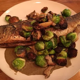 Mediterranean Sea Bass