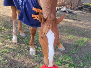 Golden M Family Farms