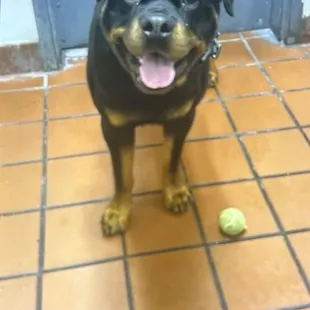 Dog in kitchen with dog toy