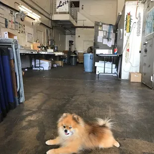 06/14/2019 Pet Friendly