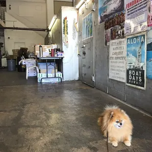 09/29/2019 Pet Friendly