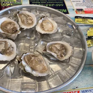 Oysters