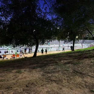 12 pickleball courts