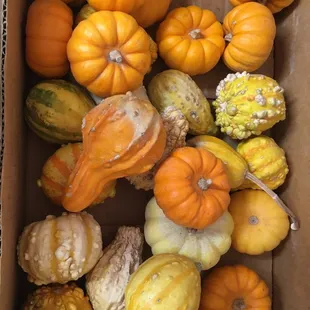 Gourds