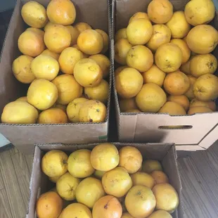 Fresh picked oranges