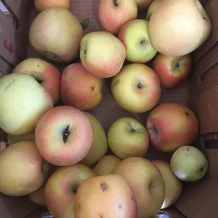 Fresh picked apples