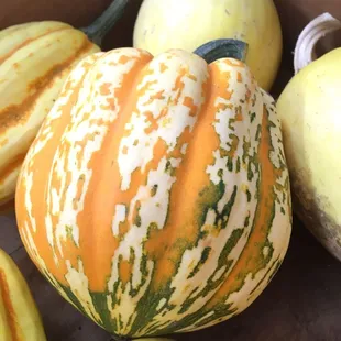 Gourds